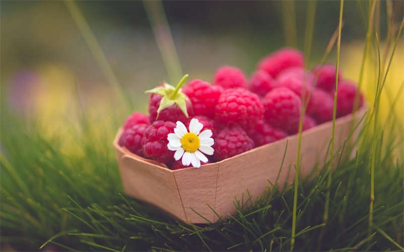 洛阳草莓采摘园有哪些